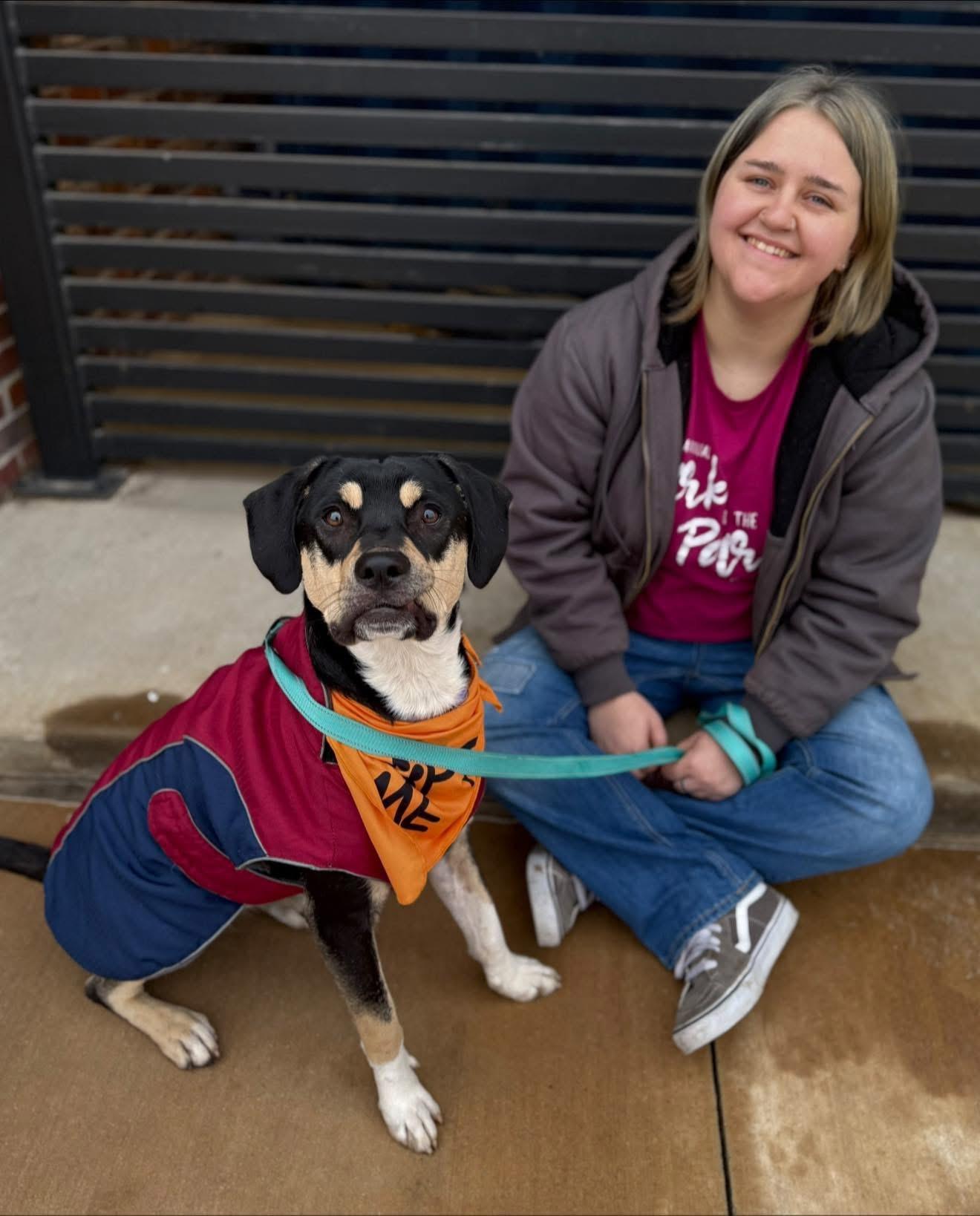 Pluto, an adoptable Rottweiler in Fort Collins, CO, 80524 | Photo Image 3