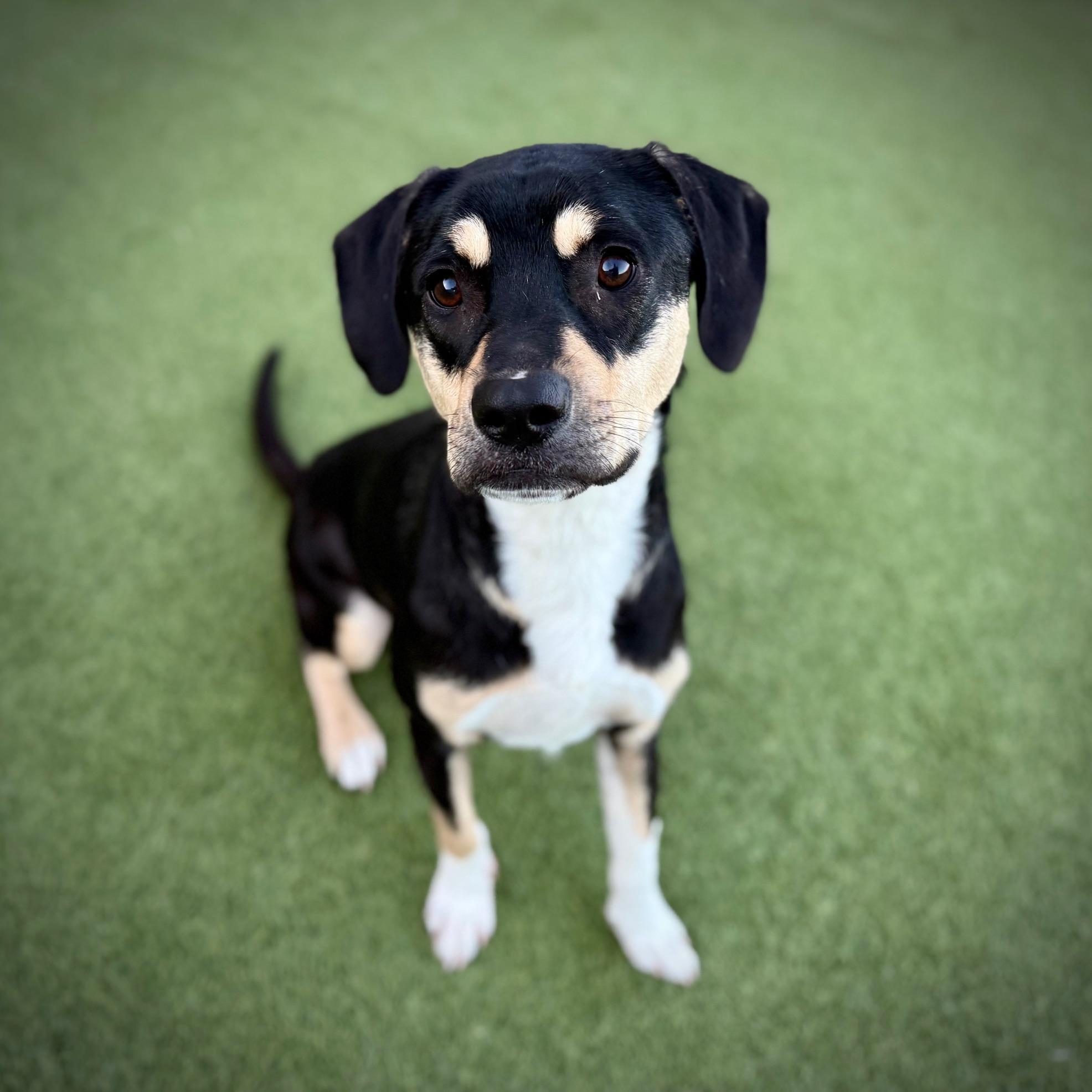 Pluto, an adoptable Rottweiler in Fort Collins, CO, 80524 | Photo Image 5