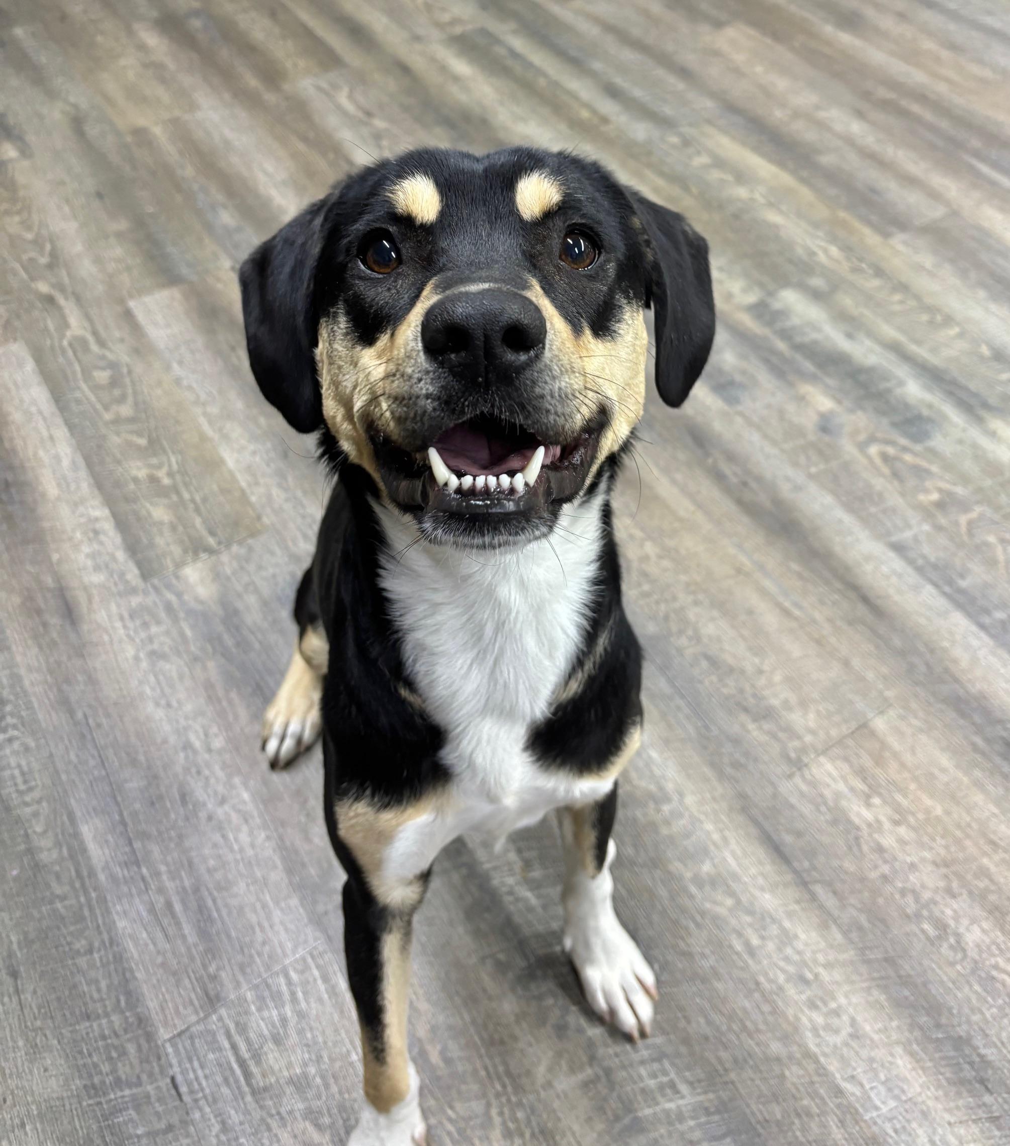 Pluto, an adoptable Rottweiler in Fort Collins, CO, 80524 | Photo Image 4