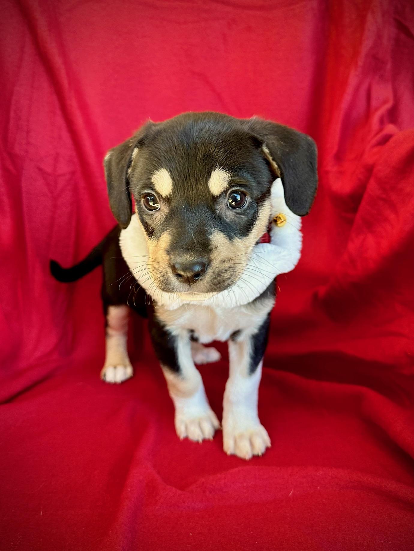 Pluto, an adoptable Rottweiler in Fort Collins, CO, 80524 | Photo Image 2