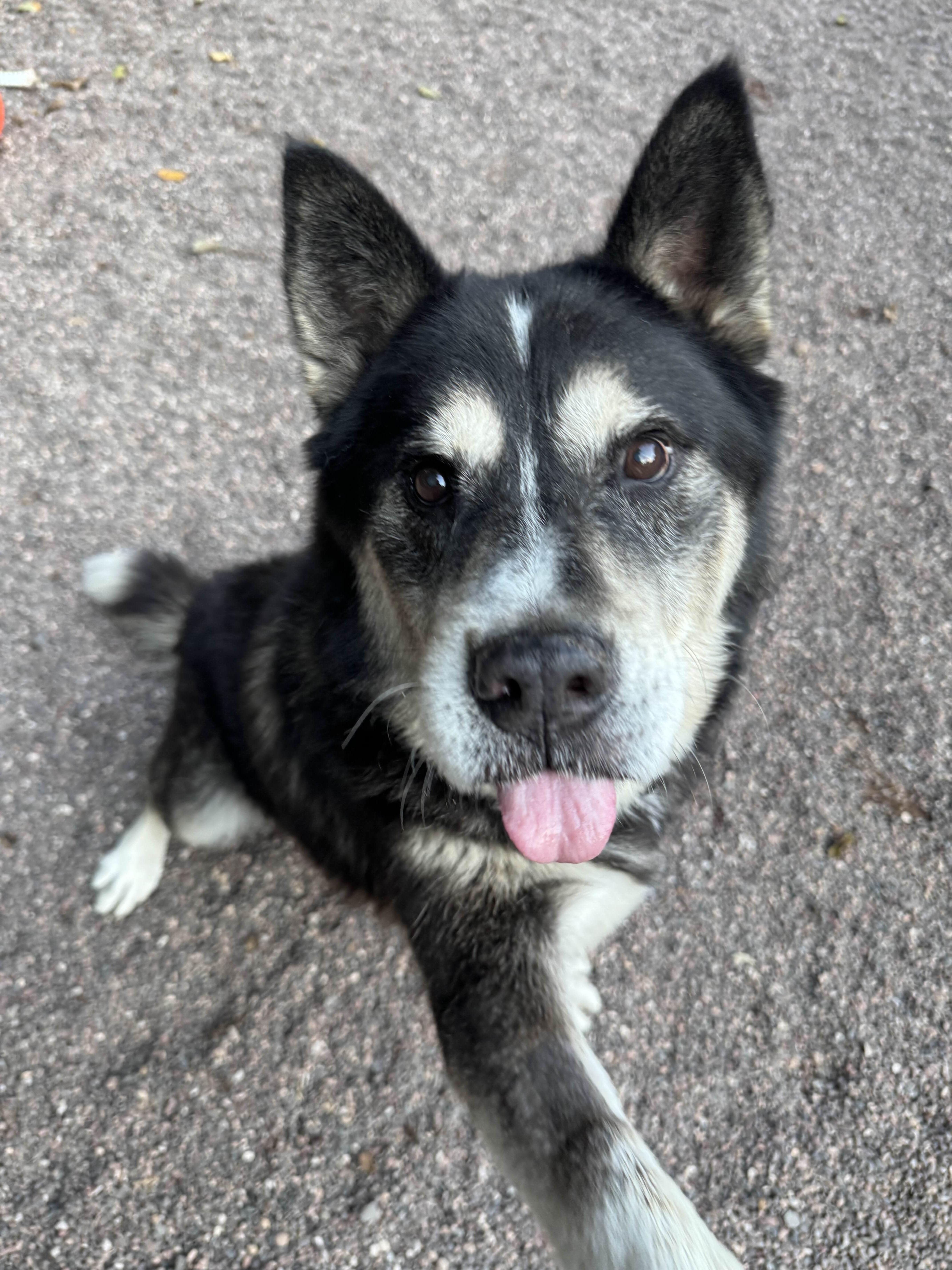 Bup, Adoptable, Senior Male Husky.