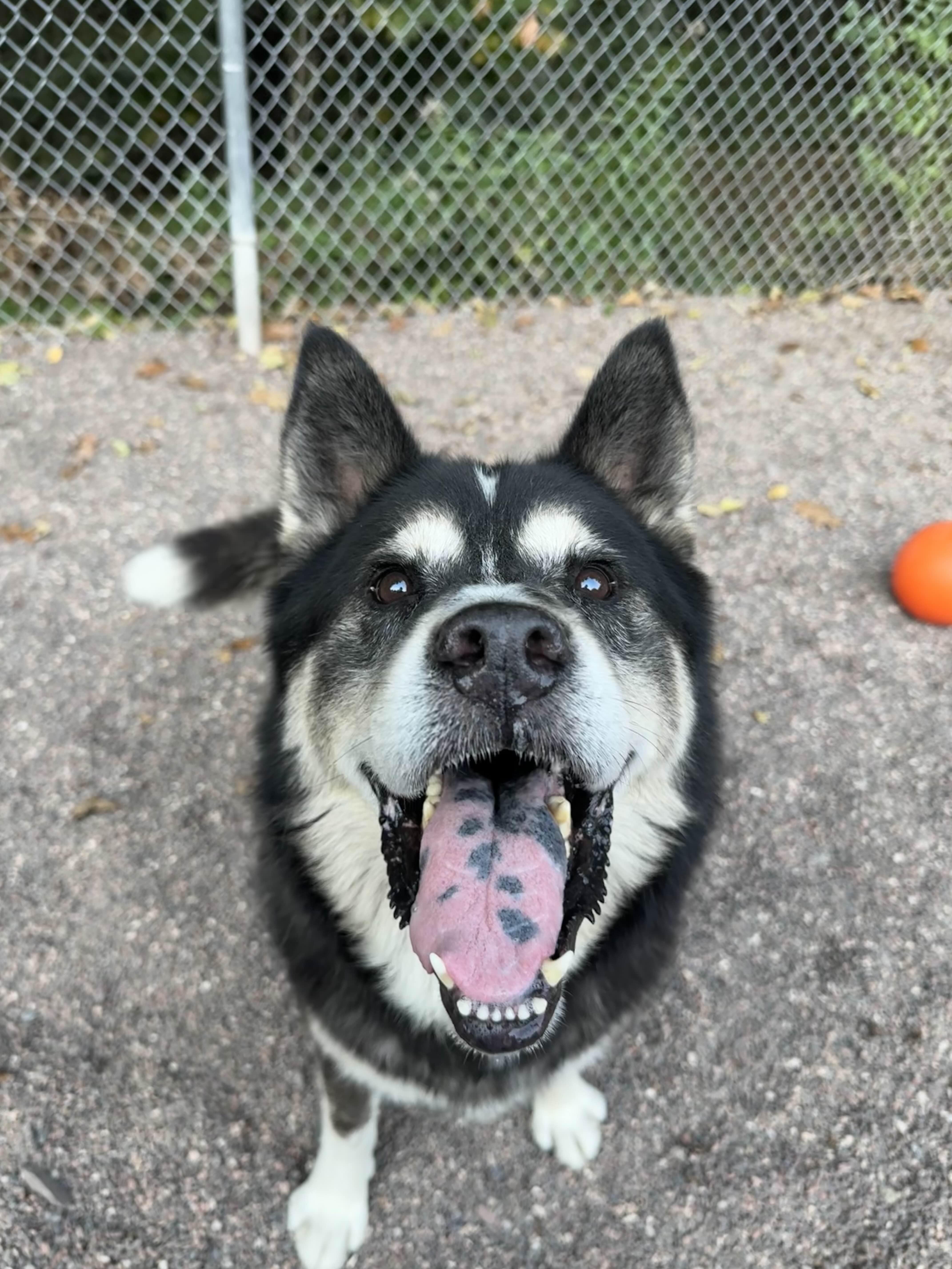 Bup, a Adoptable mixed breed in Houghton, MI image 2/4