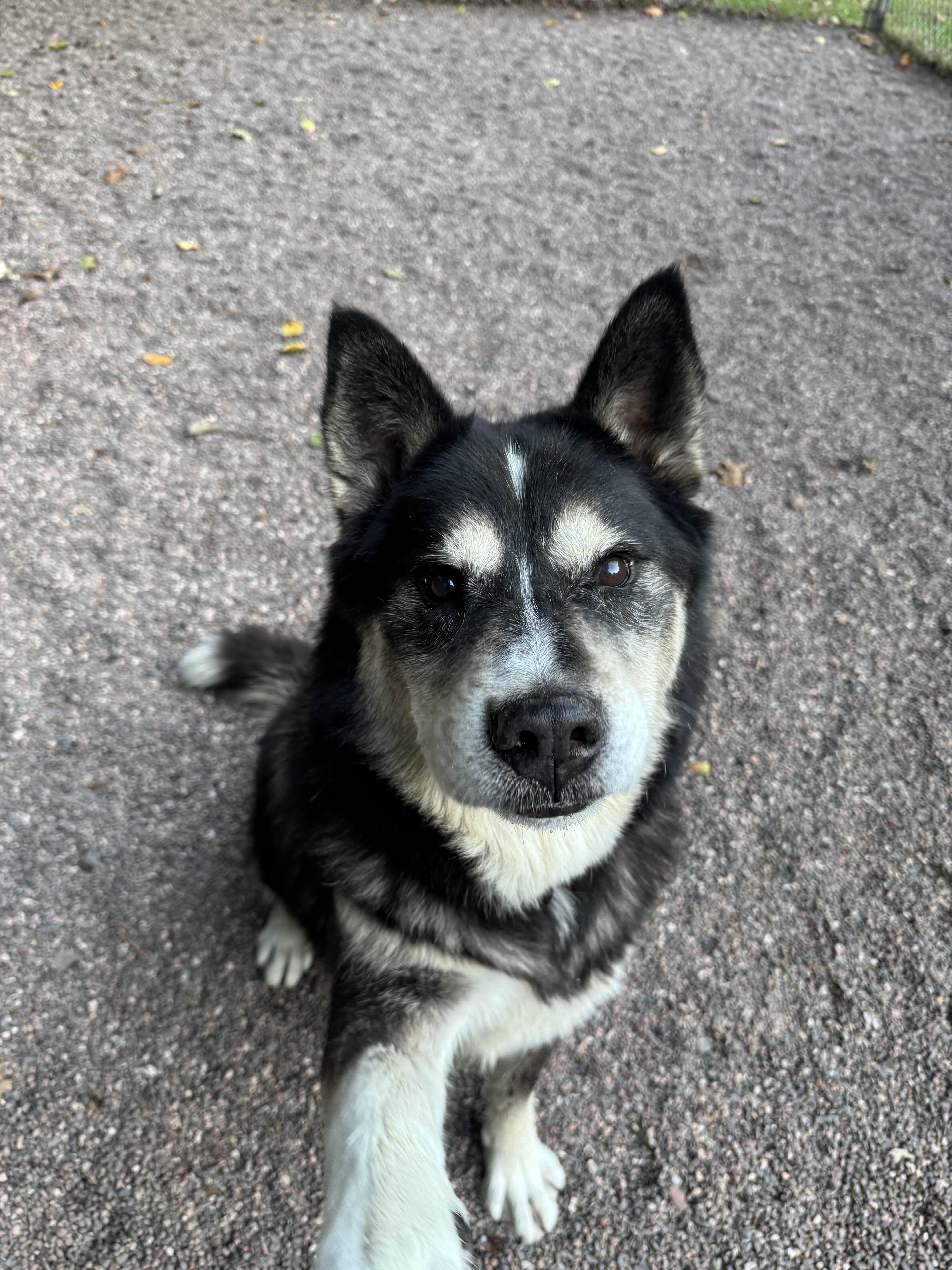 Bup, a Adoptable mixed breed in Houghton, MI image 3/4