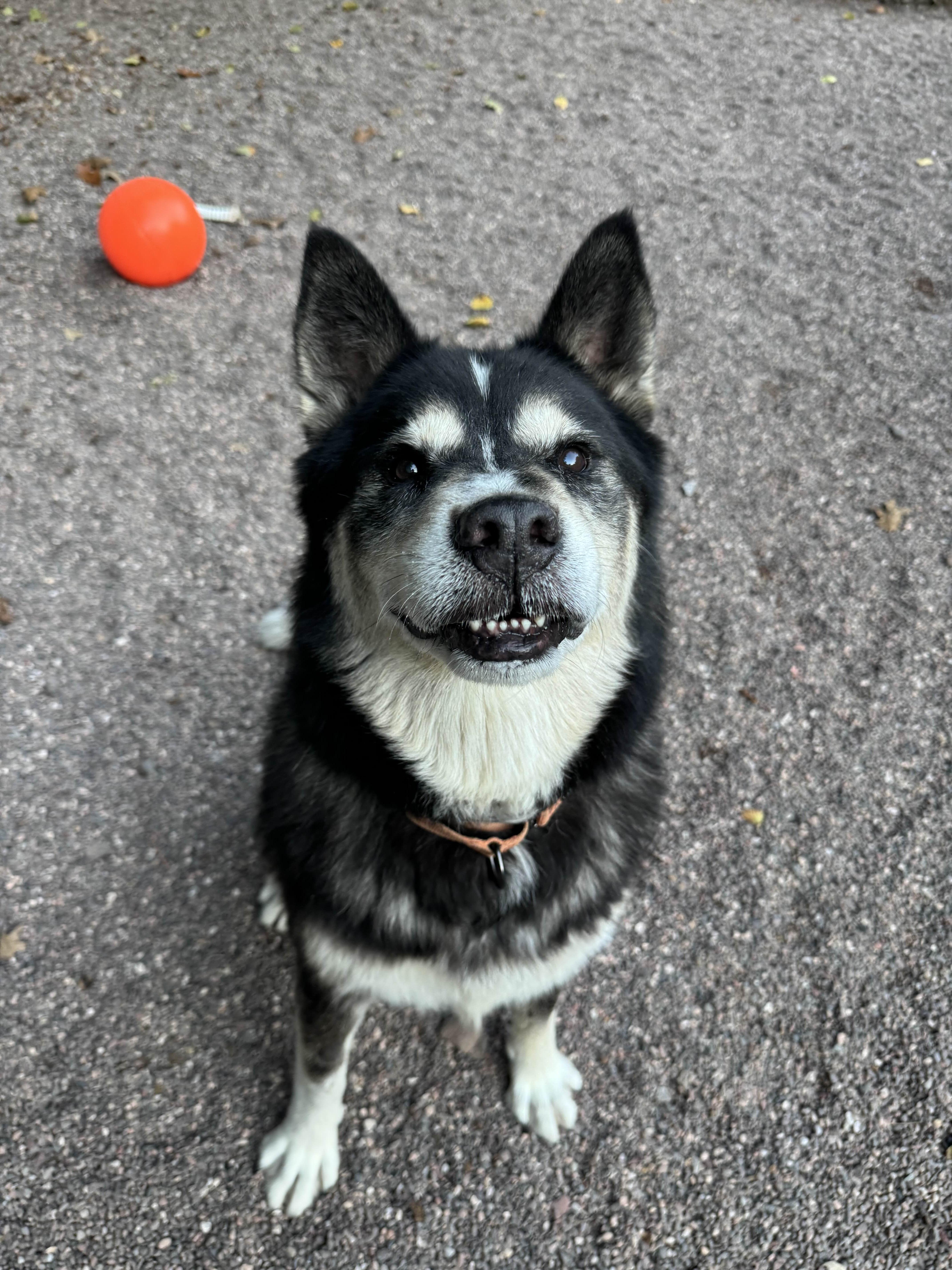 Bup, an adoptable Husky in Houghton, MI, 49931 | Photo Image 4