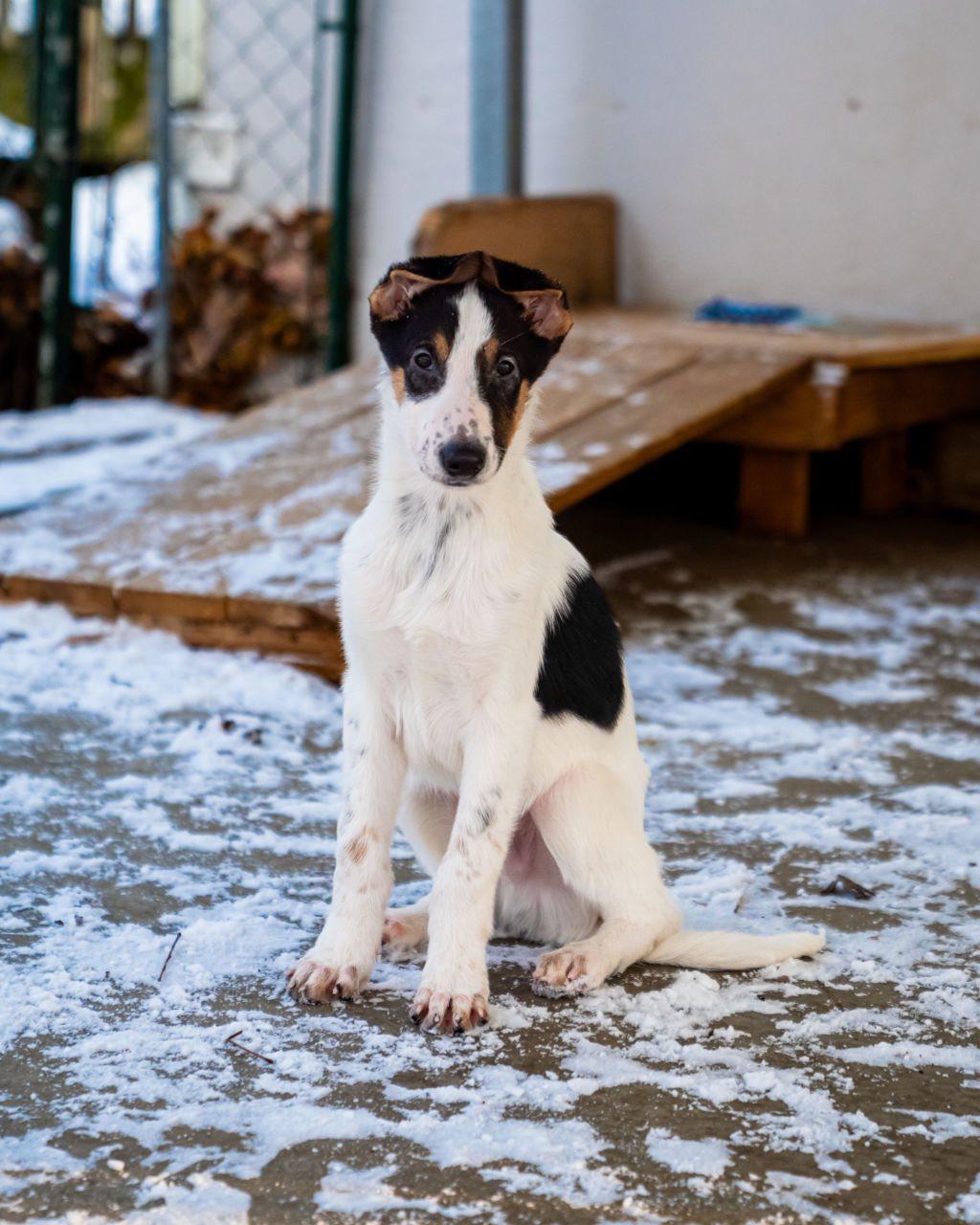 Enlarge Nimbus, an adopted mixed breed in Dellslow, WV image 3/4