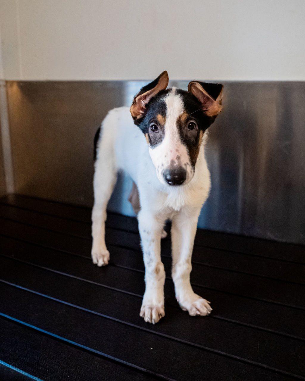 Enlarge Nimbus, an adopted mixed breed in Dellslow, WV image 1/4