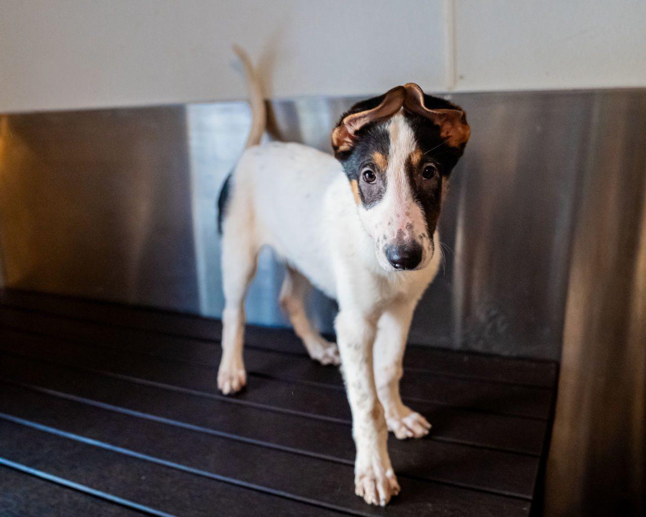 Enlarge Nimbus, an adopted mixed breed in Dellslow, WV image 4/4