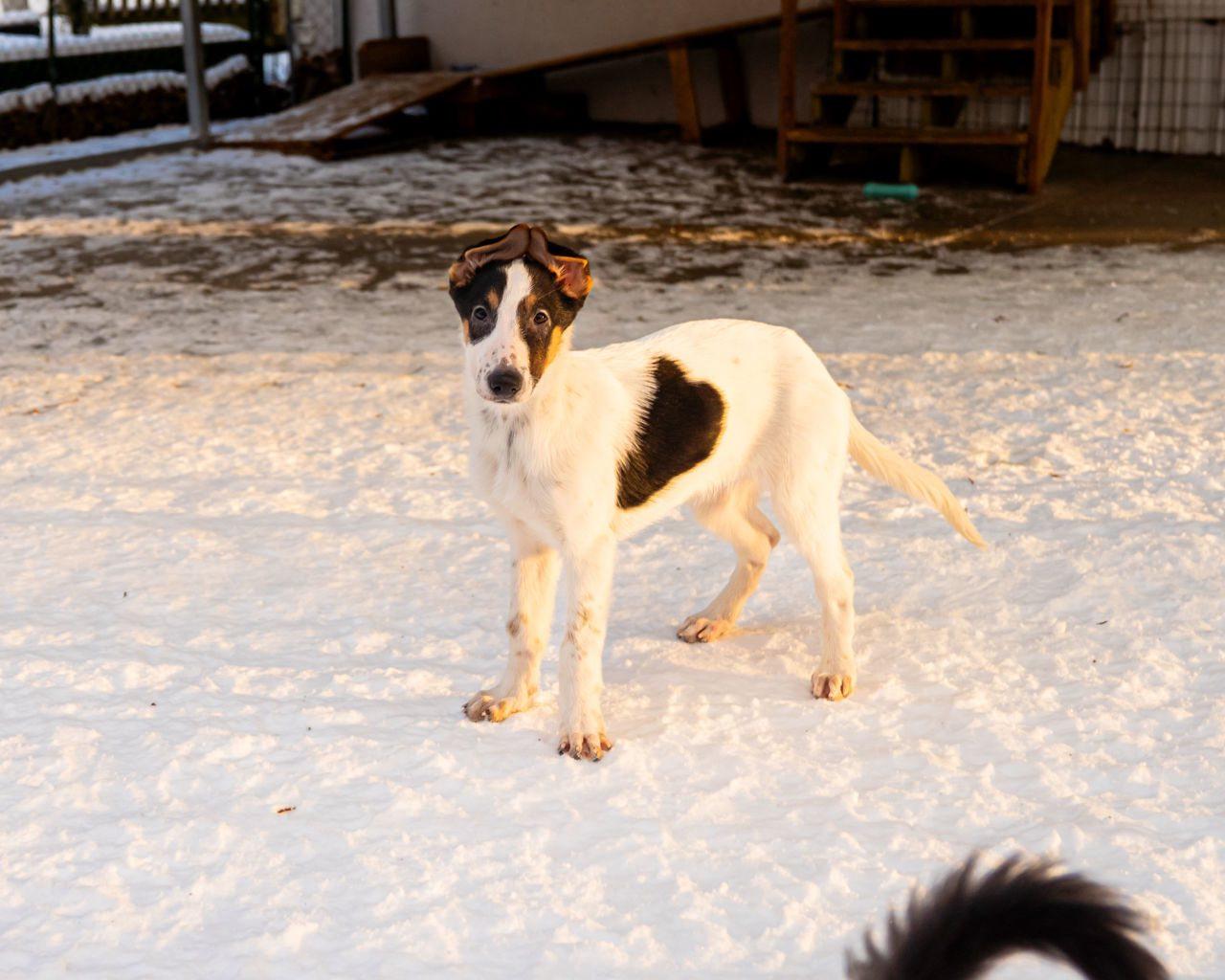 Enlarge Nimbus, an adopted mixed breed in Dellslow, WV image 2/4