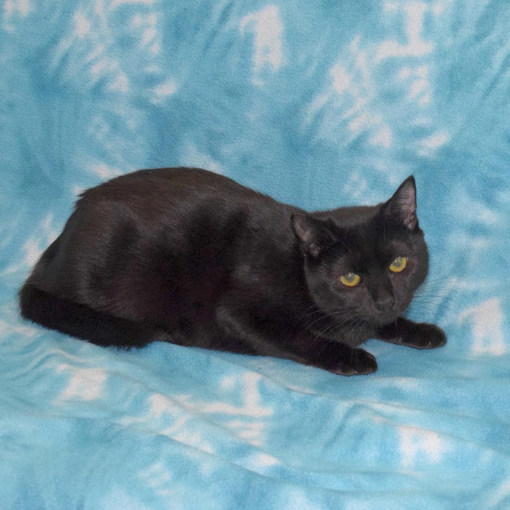 Enlarge Jumble, a Adoptable Domestic Short Hair in Eureka, CA image 1/3