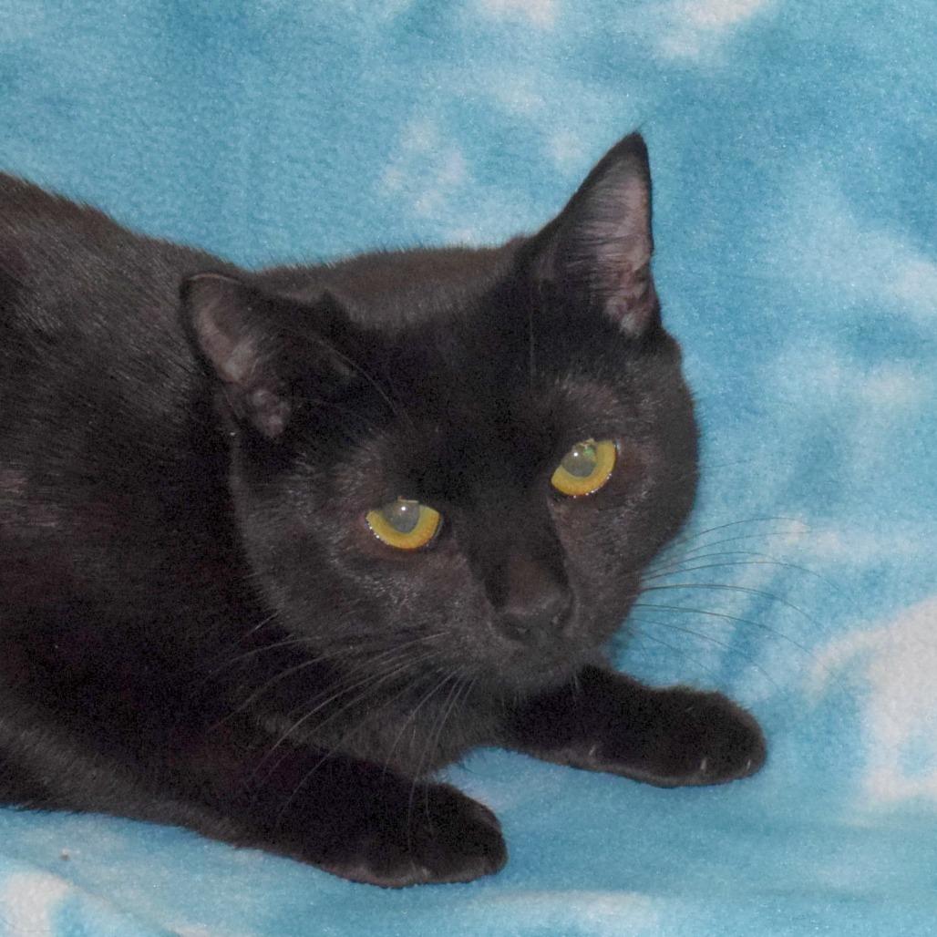 Enlarge Jumble, a Adoptable Domestic Short Hair in Eureka, CA image 2/3