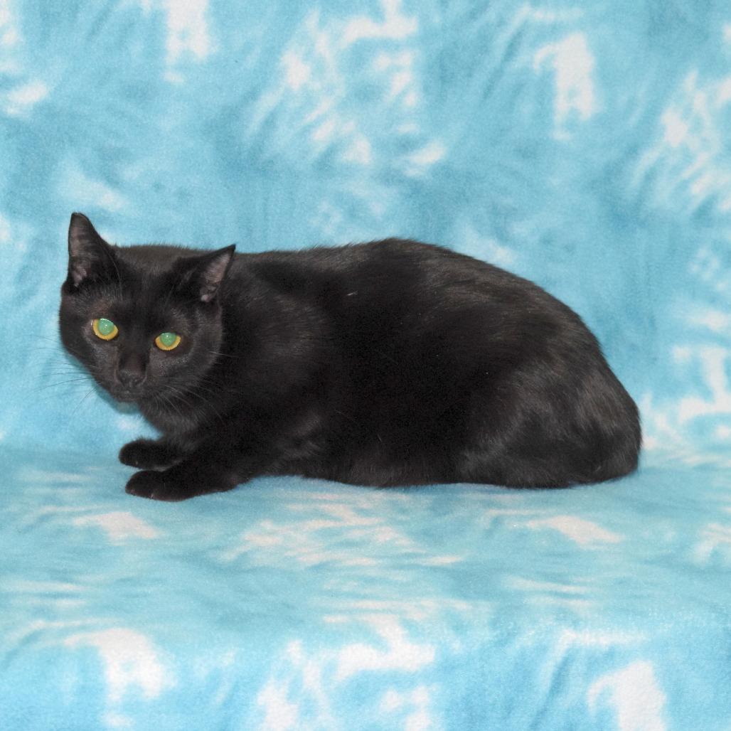 Enlarge Jumble, a Adoptable Domestic Short Hair in Eureka, CA image 3/3