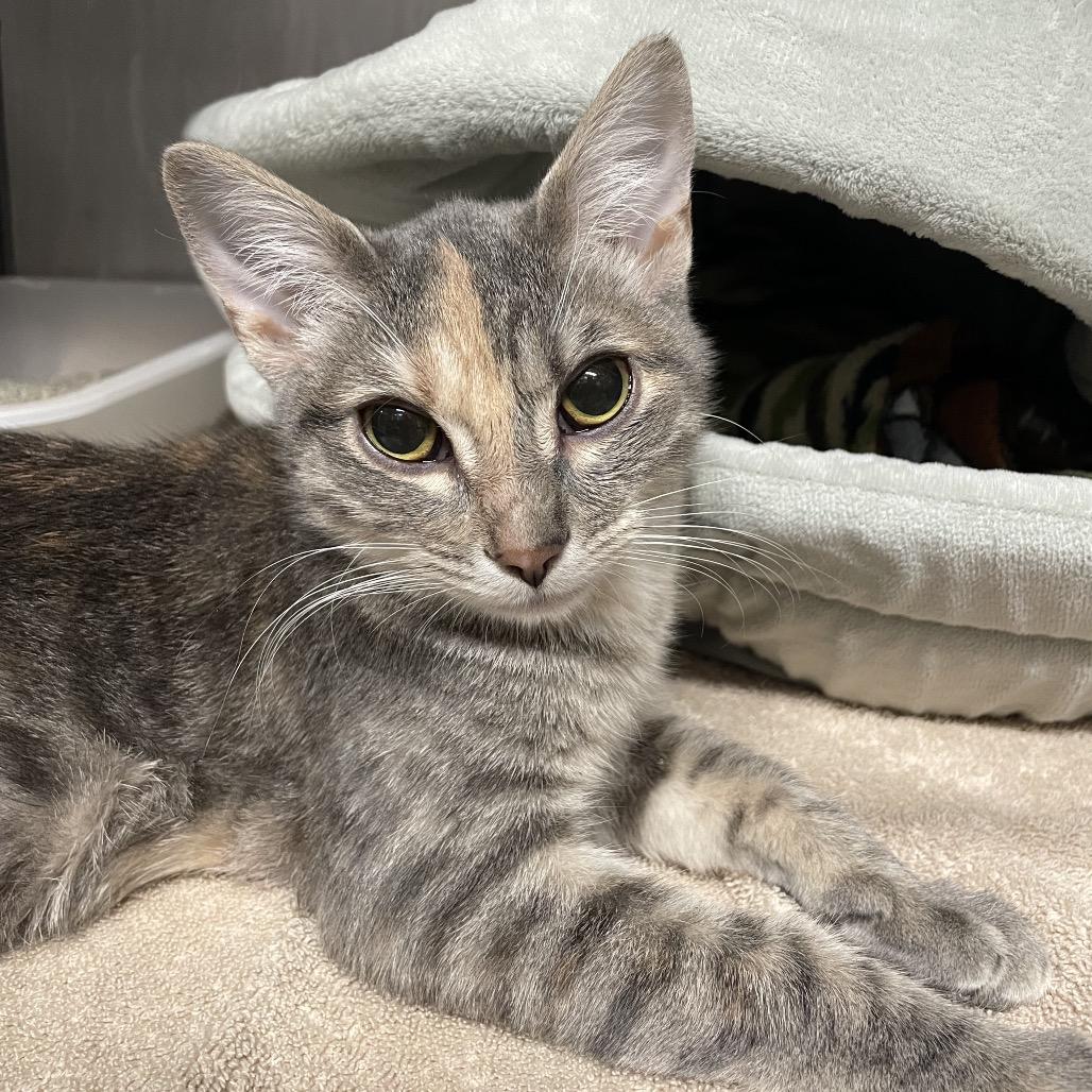 Goodie, a Adoptable Domestic Short Hair in Chesapeake, VA image 1/2