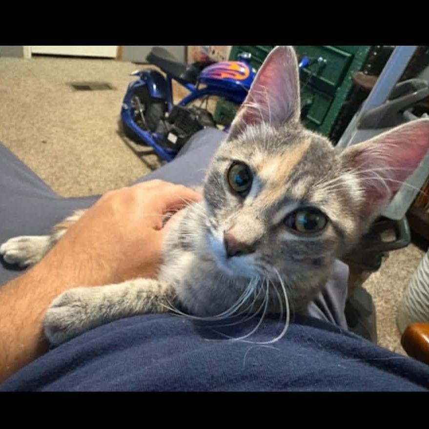 Goodie, a Adoptable Domestic Short Hair in Chesapeake, VA image 2/2