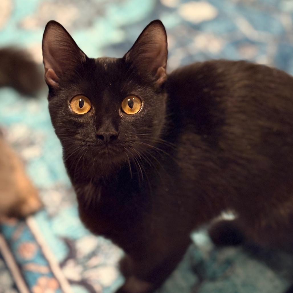 Jessica, Adoptable, Young Female Domestic Short Hair.