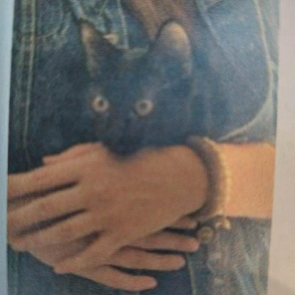 Enlarge Jessica, a Adoptable Domestic Short Hair in Brevard, NC image 3/5