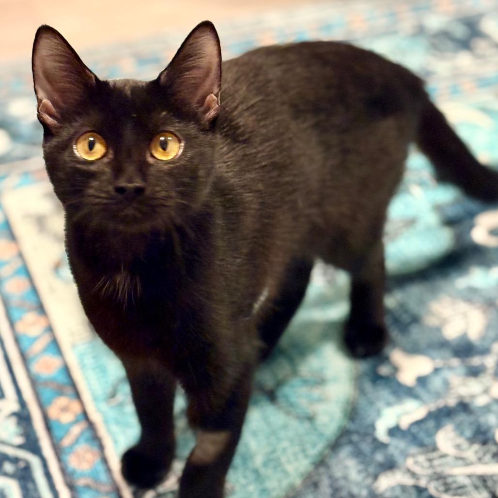 Enlarge Jessica, a Adoptable Domestic Short Hair in Brevard, NC image 4/5