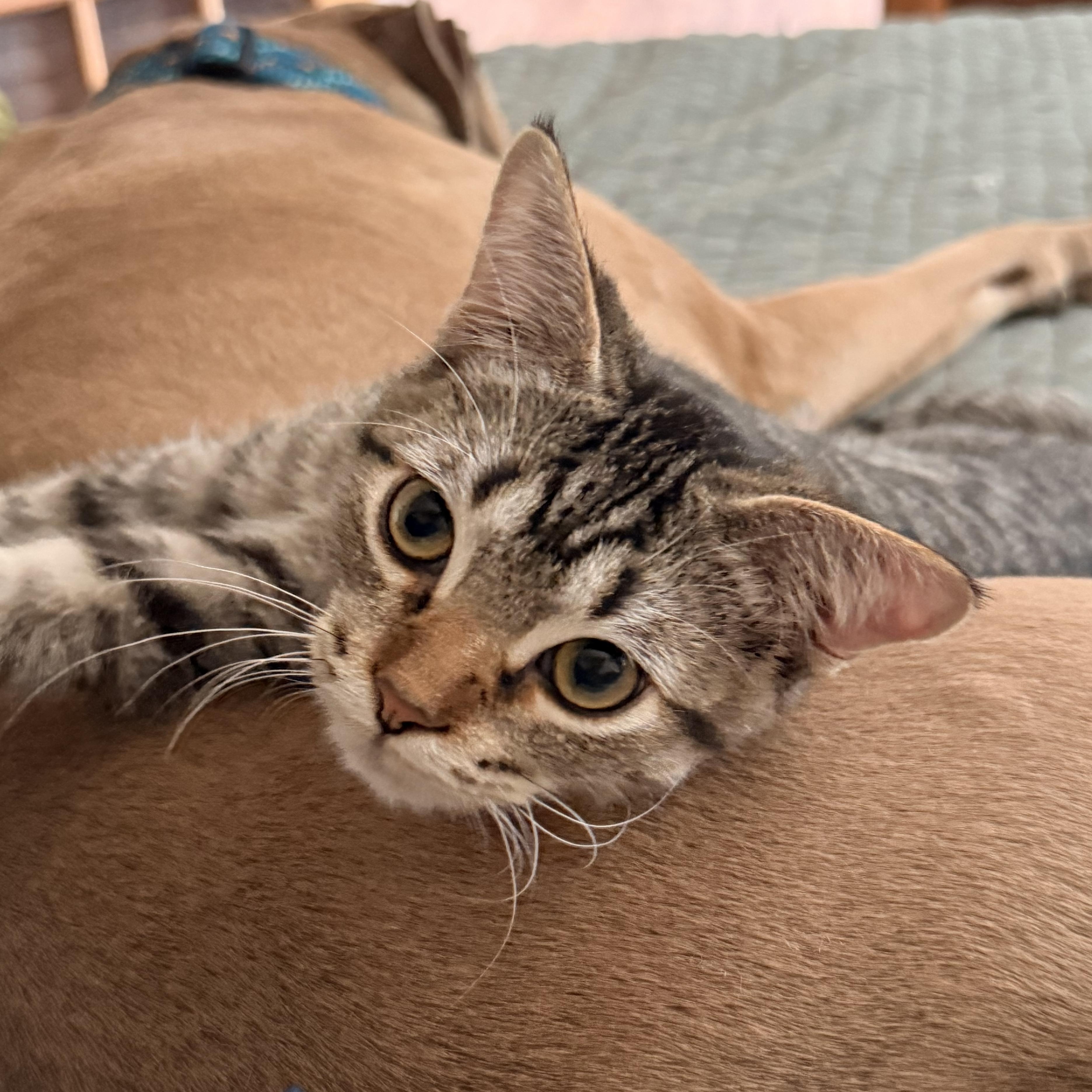 Enlarge Ozzy Lazalde, an adoptable Domestic Short Hair in Denver, CO image 3/6