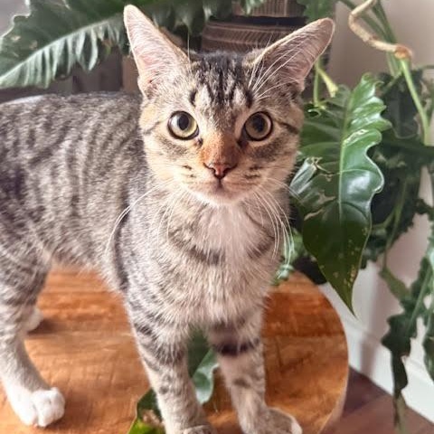 Ozzy Lazalde, adoptable, Young Male Domestic Short Hair.