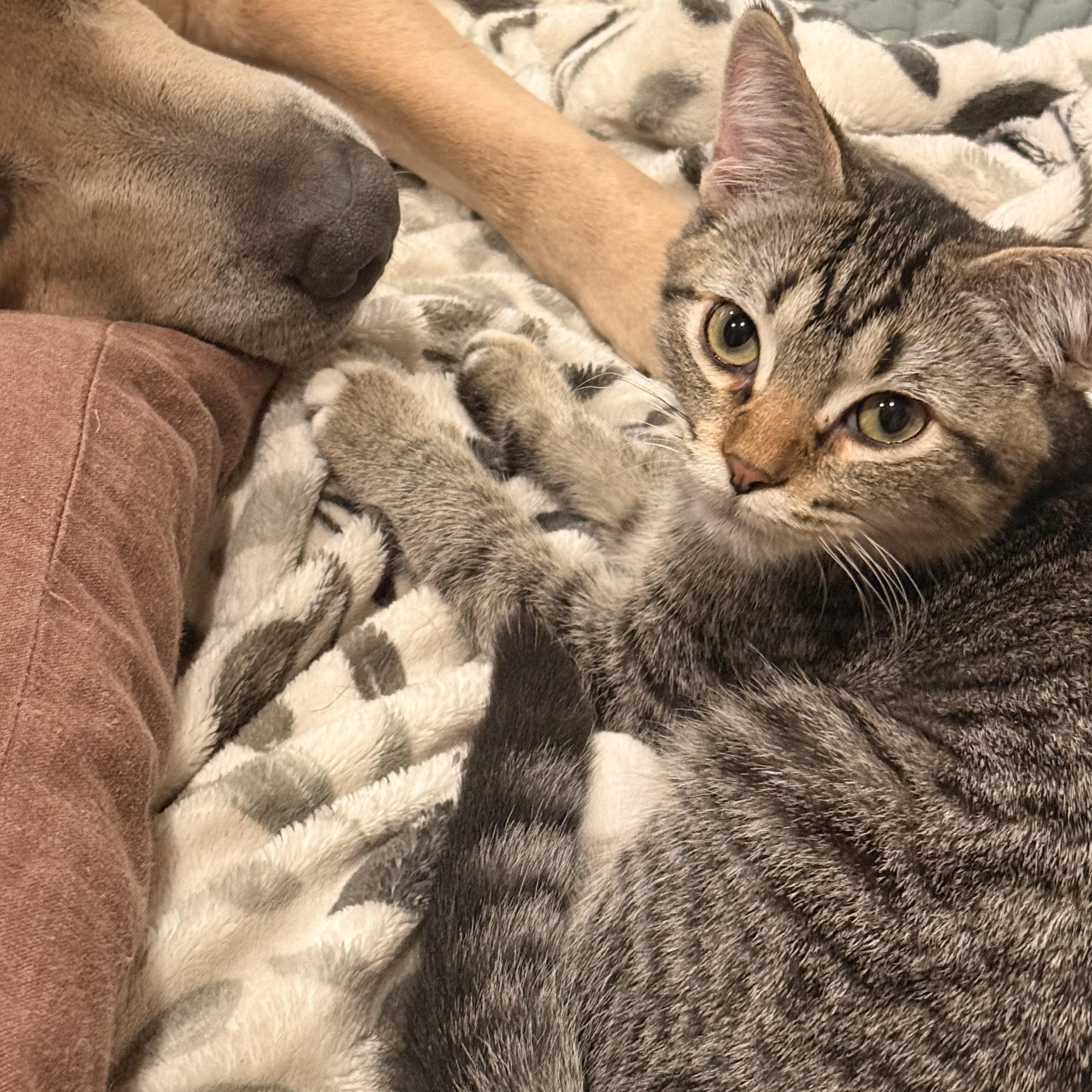 Enlarge Ozzy Lazalde, an adoptable Domestic Short Hair in Denver, CO image 4/6