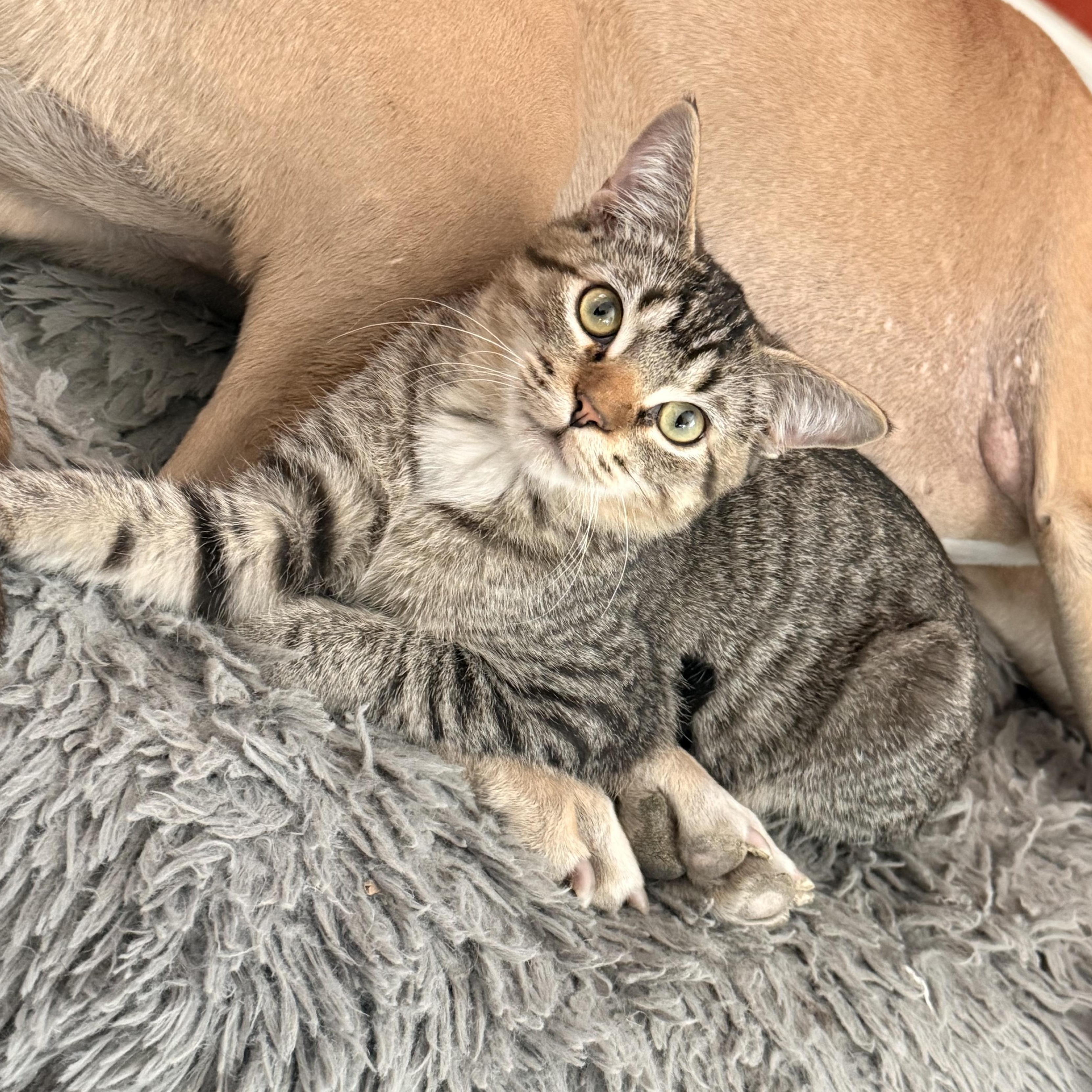 Enlarge Ozzy Lazalde, an adoptable Domestic Short Hair in Denver, CO image 2/6