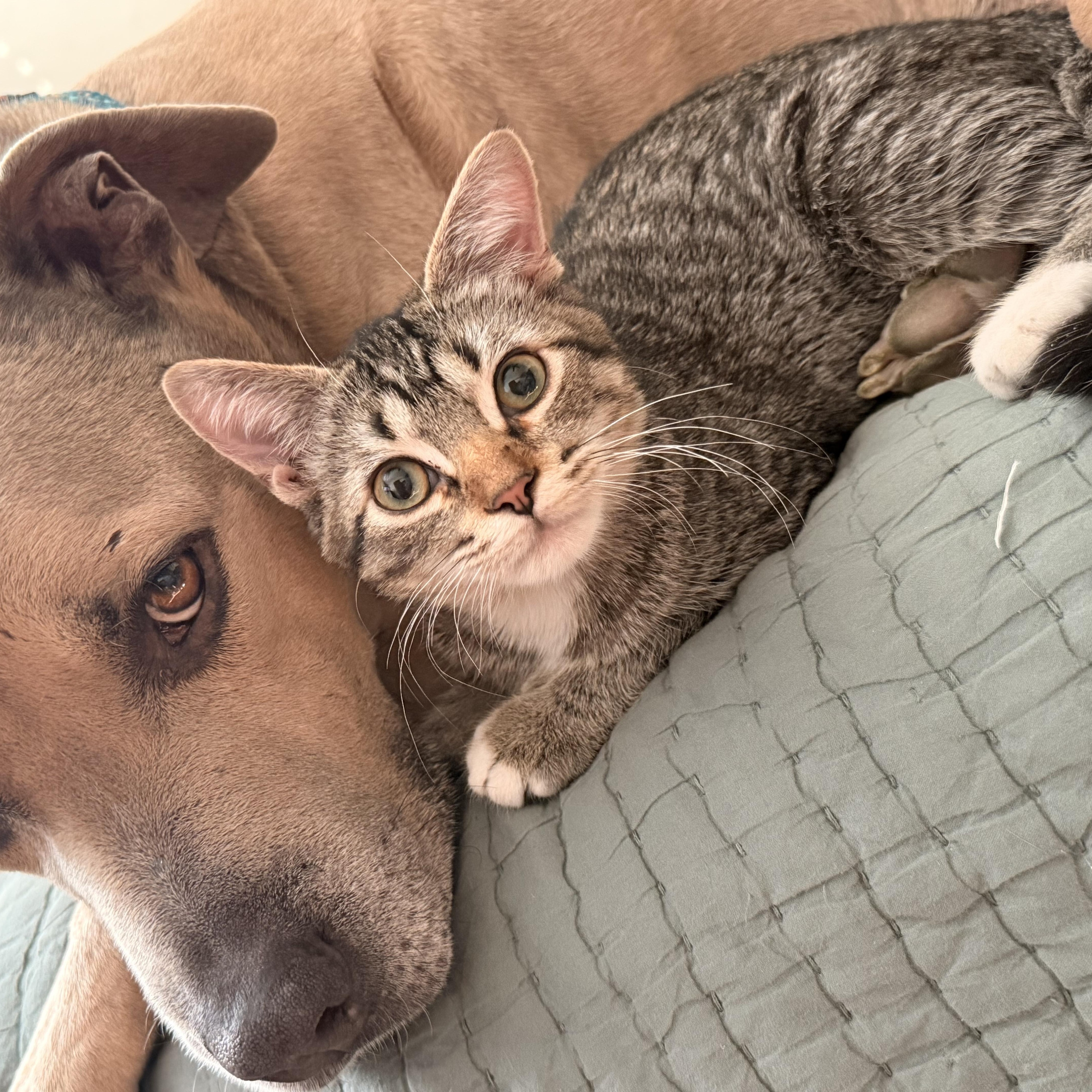 Enlarge Ozzy Lazalde, an adoptable Domestic Short Hair in Denver, CO image 5/6