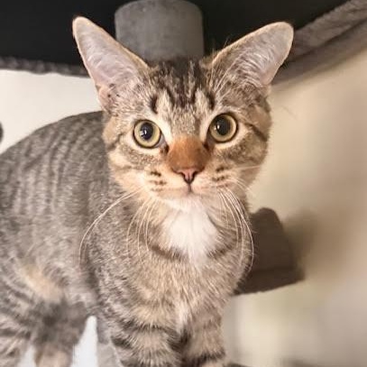 Enlarge Ozzy Lazalde, an adoptable Domestic Short Hair in Denver, CO image 6/6