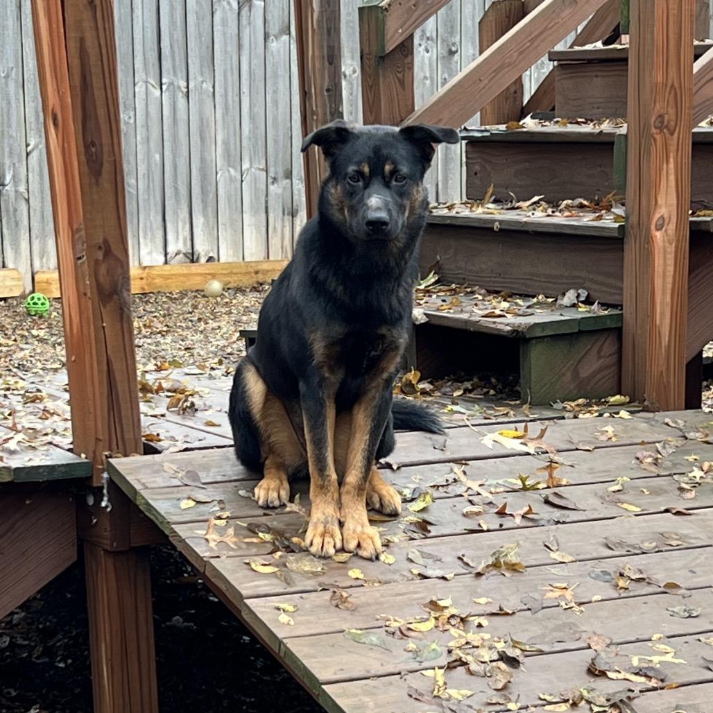 Molly 2211, Adoptable, Young Female Shepherd.