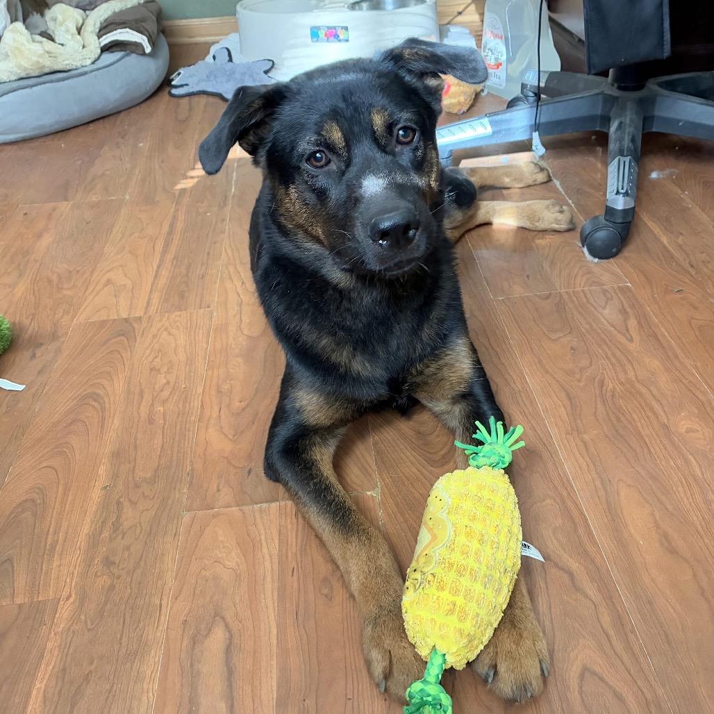 Molly 2211, a Adoptable Shepherd in Kansas City, MO image 1/2