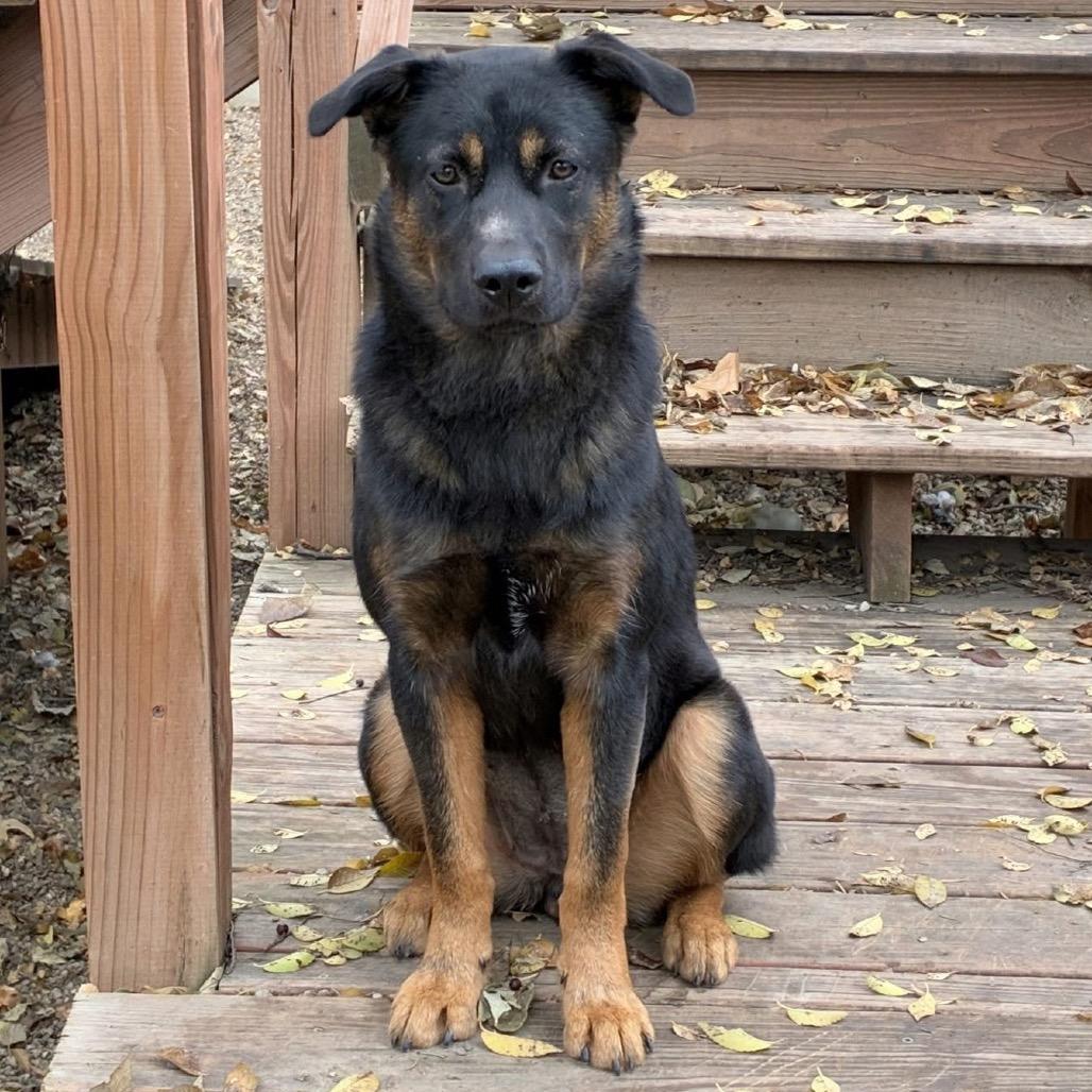 Molly 2211, a Adoptable Shepherd in Kansas City, MO image 2/2