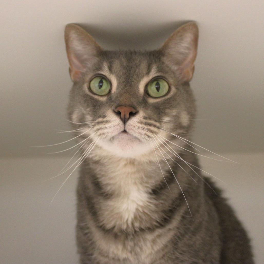 Rajah, Adoptable, Senior Male Domestic Short Hair.