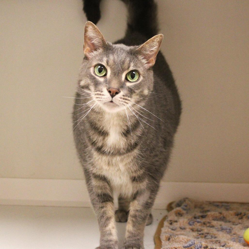 Enlarge Rajah, a Adoptable Domestic Short Hair in Champaign, IL image 2/6