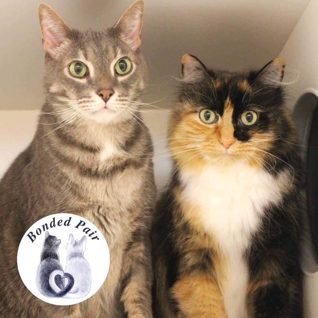 Enlarge Rajah, a Adoptable Domestic Short Hair in Champaign, IL image 3/6