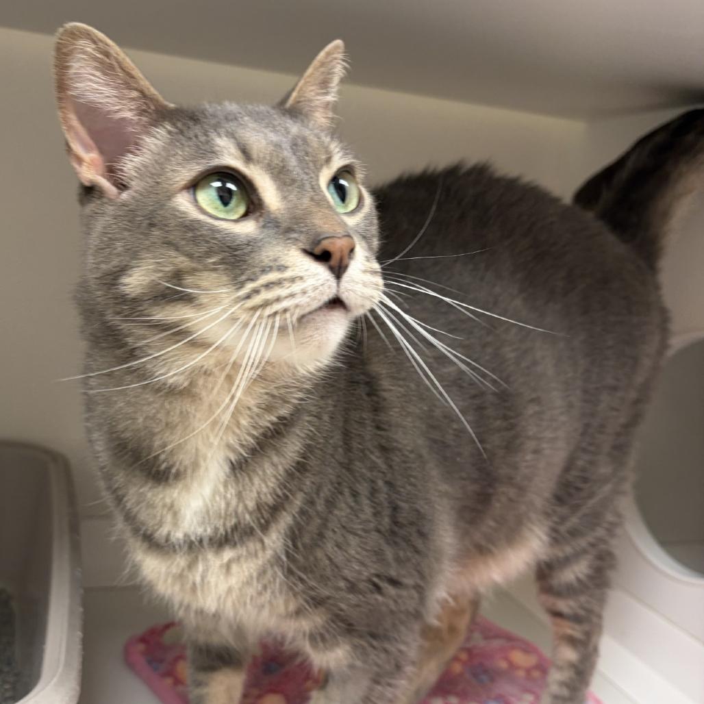 Enlarge Rajah, a Adoptable Domestic Short Hair in Champaign, IL image 4/6
