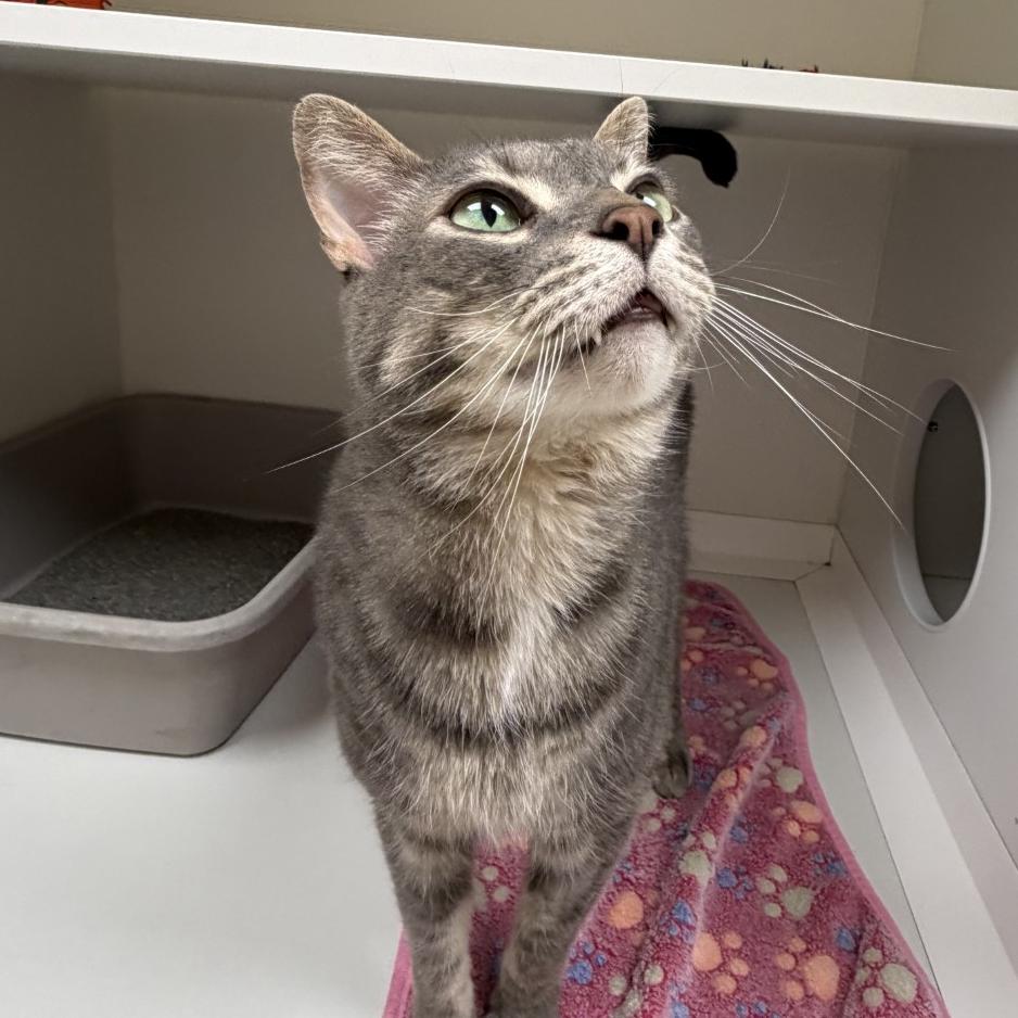 Enlarge Rajah, a Adoptable Domestic Short Hair in Champaign, IL image 6/6