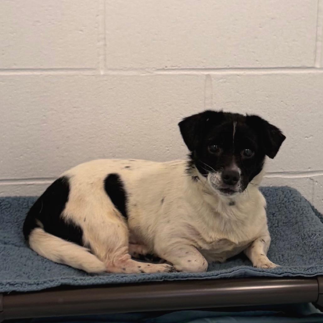 Alba *Available Soon*, Adoptable, Adult Female Dachshund & Mixed Breed.