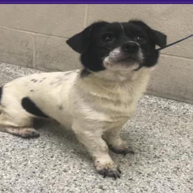 Enlarge Alba *Available Soon*, a Adoptable mixed breed in Dover, NH image 2/3