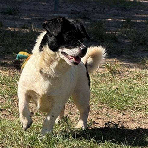 Enlarge Alba *Available Soon*, a Adoptable mixed breed in Dover, NH image 3/3