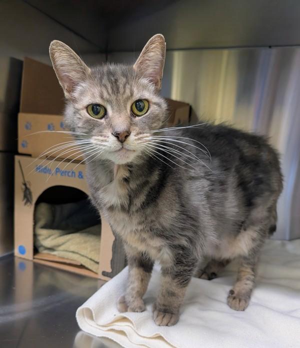 Enlarge Big Foot, a Adoptable mixed breed in Sechelt, BC image 1/1