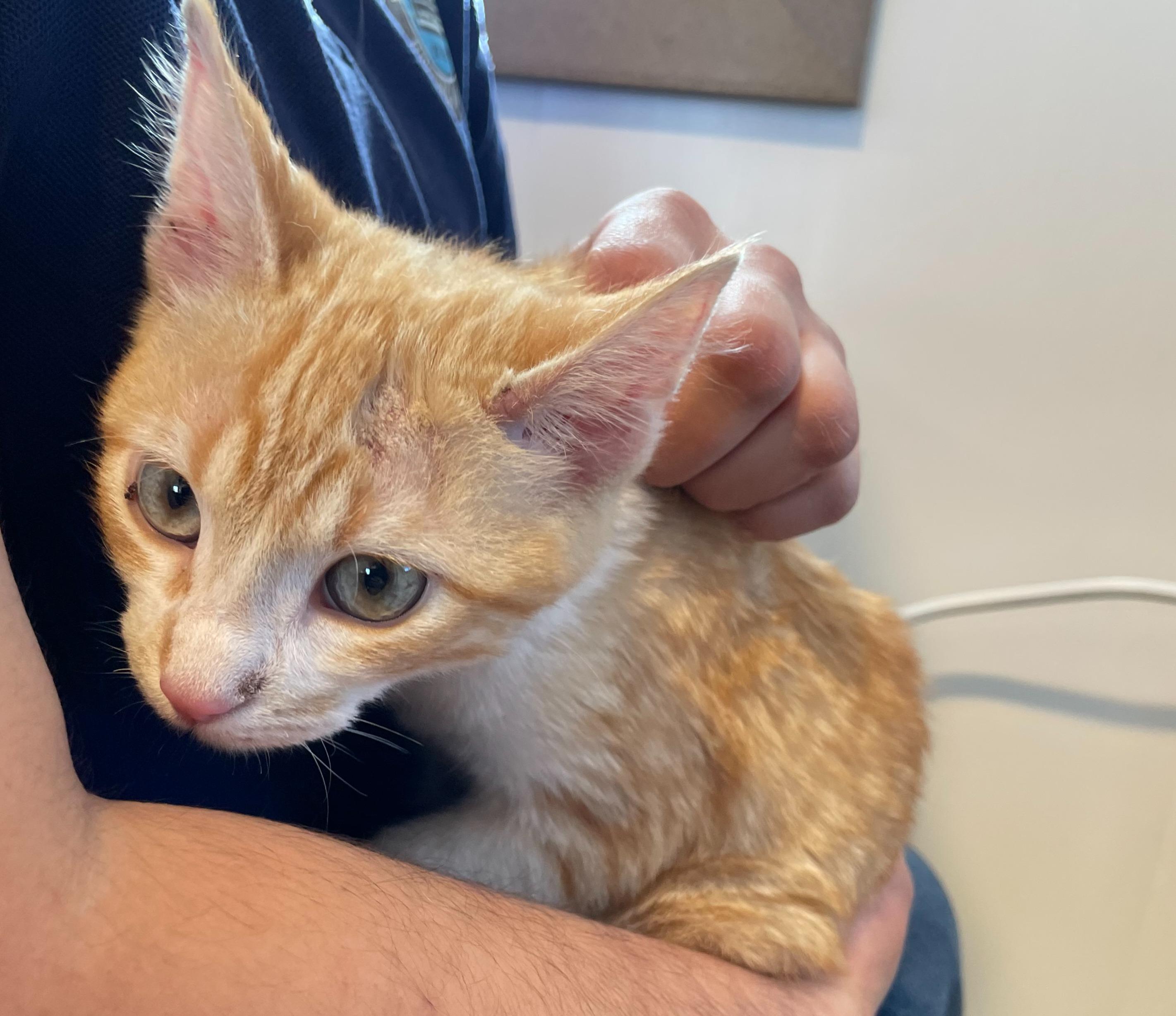 Wiz, ADOPTABLE, Young Male Domestic Short Hair.