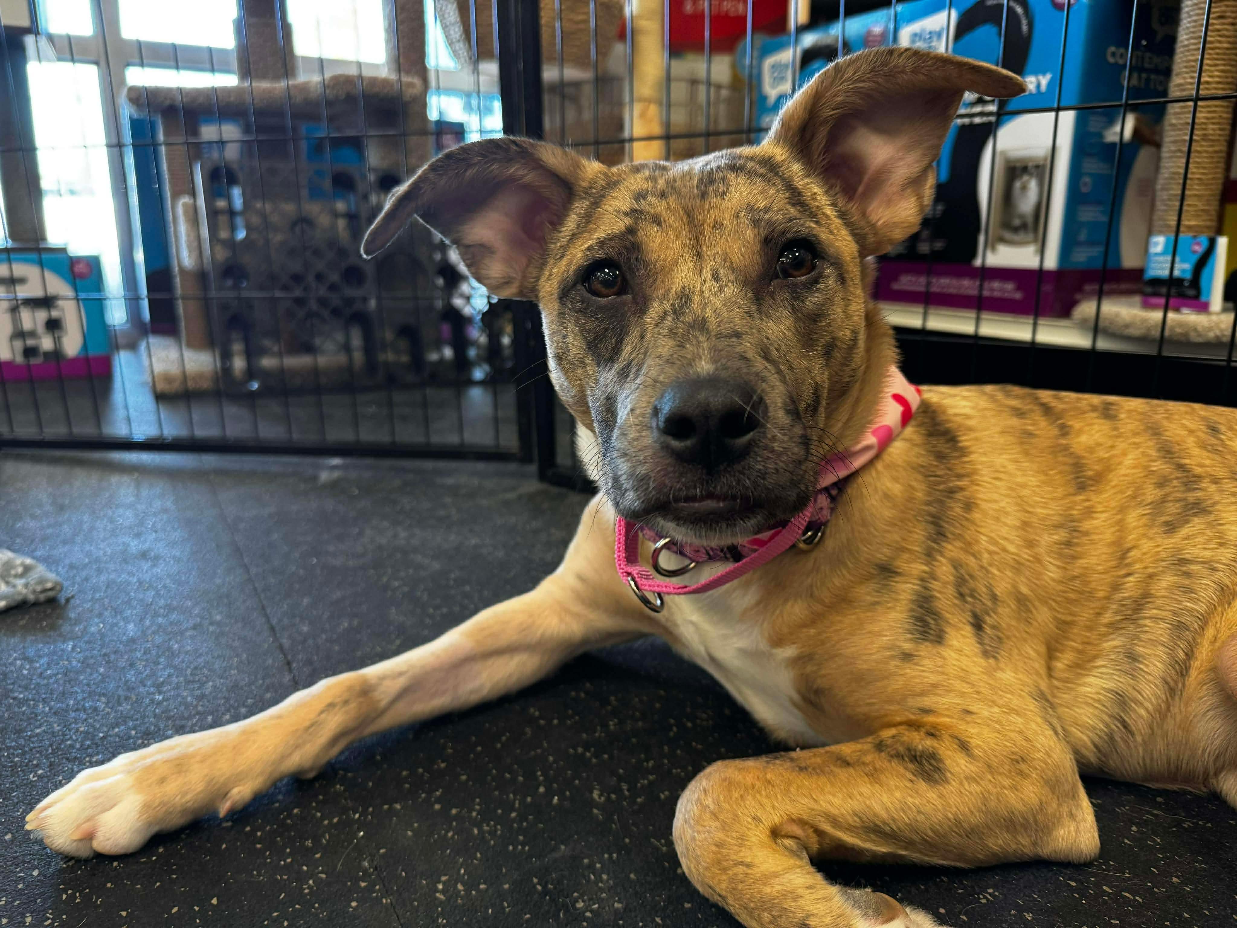 Jane, Adoptable, Young Female Catahoula Leopard Dog.