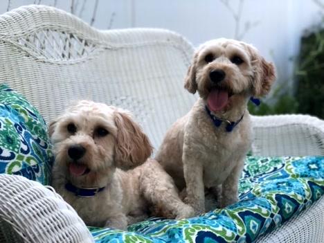 Bailey & Oliver, an adoptable Cavachon in Turners Falls, MA, 01376 | Photo Image 5