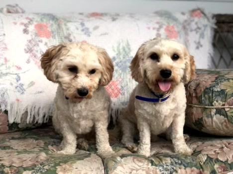 Bailey & Oliver, an adoptable Cavachon in Turners Falls, MA, 01376 | Photo Image 4