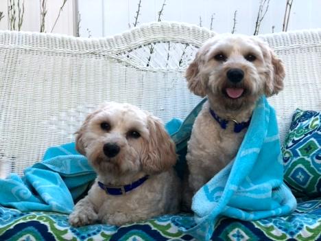 Bailey & Oliver, an adoptable Cavachon in Turners Falls, MA, 01376 | Photo Image 3