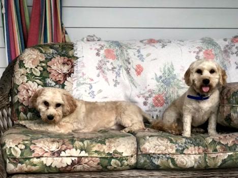 Bailey & Oliver, an adoptable Cavachon in Turners Falls, MA, 01376 | Photo Image 2