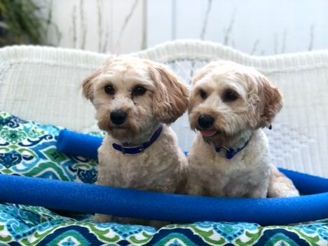 Bailey & Oliver, an adoptable Cavachon in Turners Falls, MA, 01376 | Photo Image 1