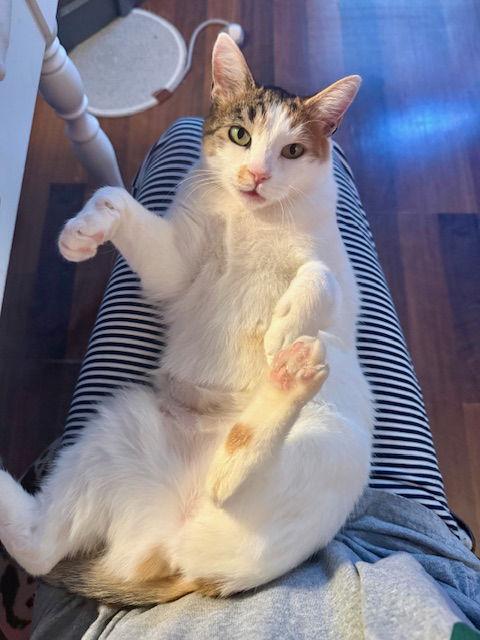 Enlarge Petunia, a Adoptable Domestic Short Hair in Canal Winchester, OH image 1/3