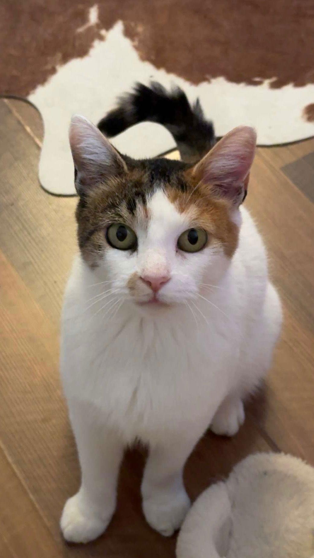 Enlarge Petunia, a Adoptable Domestic Short Hair in Canal Winchester, OH image 2/3