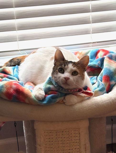 Enlarge Petunia, a Adoptable Domestic Short Hair in Canal Winchester, OH image 3/3