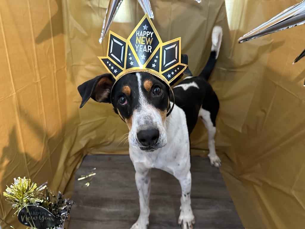 Enlarge Narwhal, a Adoptable mixed breed in Benld, IL image 3/3