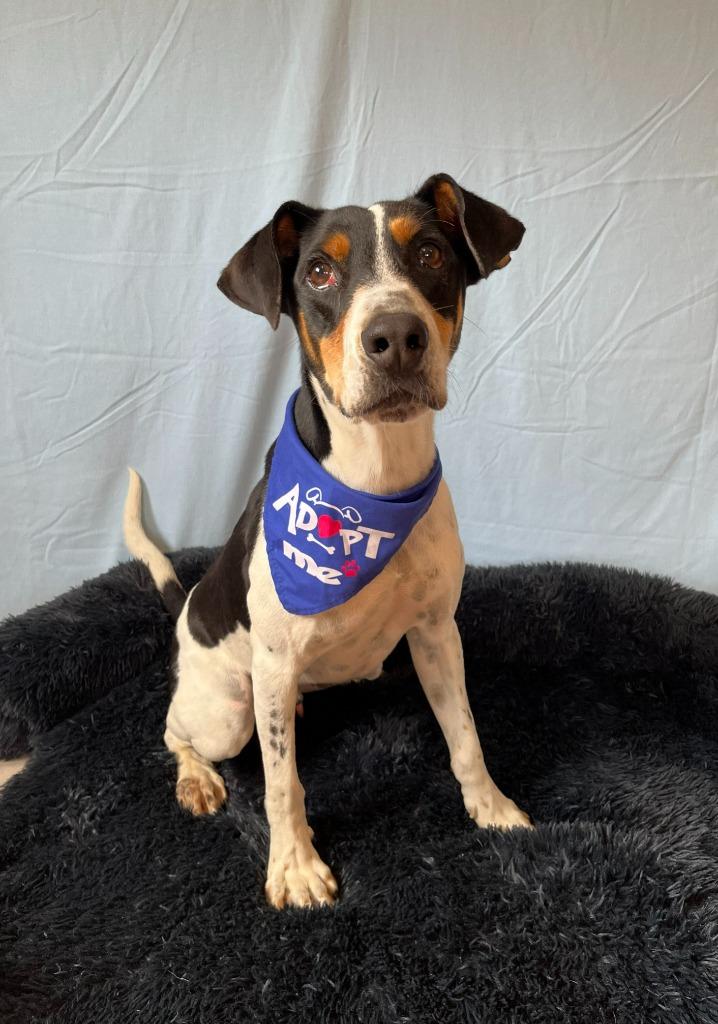 Enlarge Narwhal, a Adoptable mixed breed in Benld, IL image 1/3